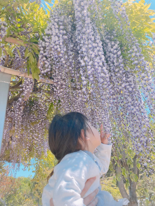 藤の花まつり♪  牡丹園♪