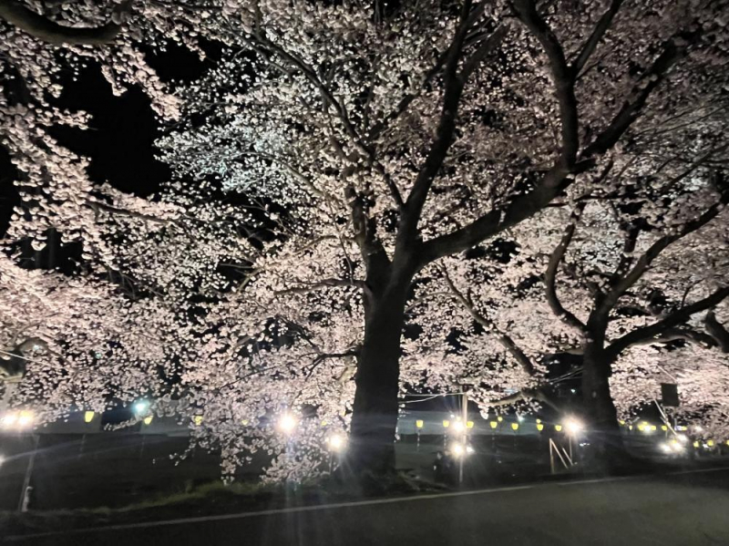 【LEMO五十嵐】一目千本桜＾＾2024