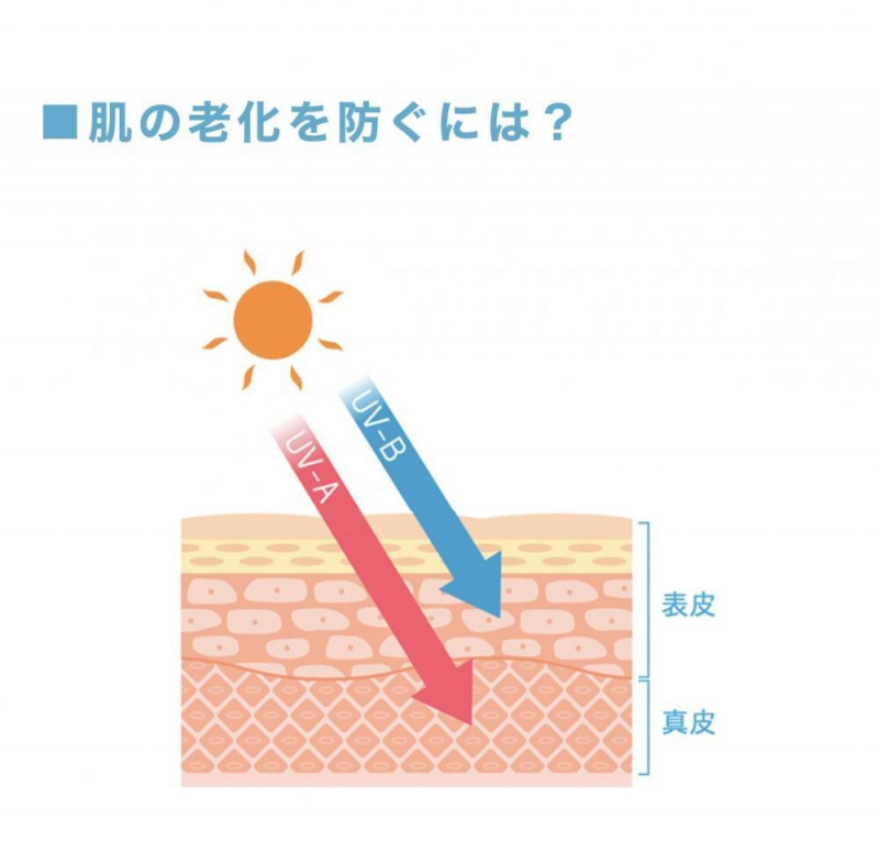 【肌老化予防！】