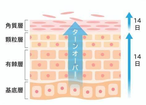 【今表面に見えているお肌って実は、、、】