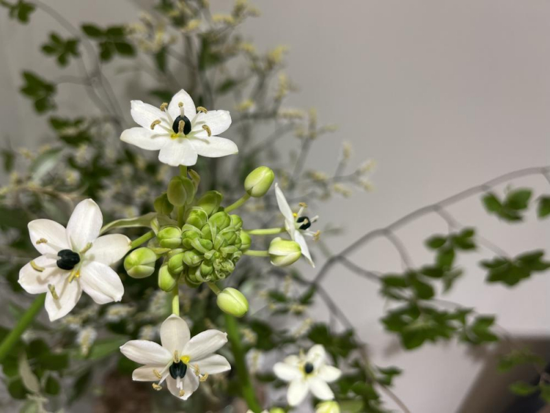Es.の“Flowerニュース”♪
