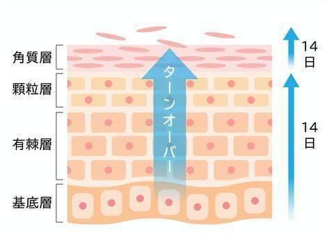 【ターンオーバー28日周期】