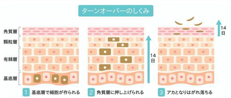 【ターンオーバーが早いとどうなる？】